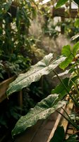 Garden leaves covered with water droplets after rain or watering, with blurred greenhouse background and green foliage, suitable for nature and gardening projects.