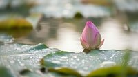 Pink lotus flower bud emerging from water with dewdrops on green lily pads in serene pond setting for meditation and wellness concepts.