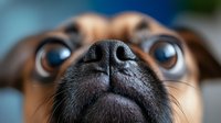 Close-up macro shot of brown dog nose and eyes looking up at camera with curious expression, showing detailed texture of wet nose and amber-colored eyes against blurred background.