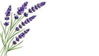 Fresh lavender sprigs with purple flowers and green stems isolated on white background for aromatherapy, spa treatments and natural wellness designs.