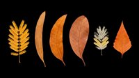 Autumn leaves collection in warm orange, golden yellow, and brown tones isolated on transparent background. Ready for t-shirt designs, clipart, stickers, sublimation, print-on-demand products, and digital crafts.