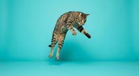 Playful tabby cat jumping and leaping in mid-air against bright turquoise background, showing natural feline agility and movement for pet advertising.