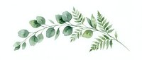 Watercolor eucalyptus and fern branches with green leaves isolated on white background, ready for design projects, invitations, and botanical artwork applications.