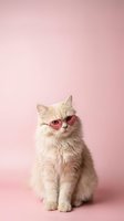 Adorable fluffy cream kitten wearing trendy pink sunglasses sitting on pastel pink background for pet fashion and lifestyle content.