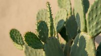 Green prickly pear cactus with flat paddle-shaped segments and spines against warm beige desert background for botanical and southwestern decor themes.