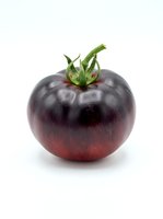 Dark purple tomato with green stem isolated on white background, suitable for food, cooking, and culinary design projects.