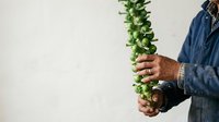 Male farmer or gardener with medium skin tone holding fresh green hop plant against white background, suitable for agriculture, brewing, and gardening industry content.