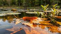 Autumn maple leaf floating on calm lake water surface with lily pads and aquatic plants in natural wetland habitat during fall season.