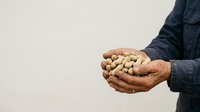 Close-up of farmer's hands holding harvested chickpeas or legumes against neutral background, suitable for agriculture, farming, and food production content.