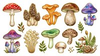 Mushroom and toadstool collection featuring various species in vintage botanical style, isolated on white background. Suitable for educational materials, design projects, textiles, and decorative applications.