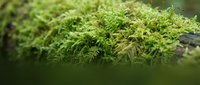 Lush green moss growing on a wooden surface, showcasing natural texture and organic growth patterns for botanical and nature-themed projects.