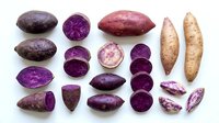 Colorful purple and white sweet potato varieties with sliced cross-sections showing vibrant flesh patterns isolated on white background for cooking design.