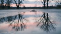 Bare tree branches reflect in frozen water surface at dawn, creating symmetrical mirror effect with soft pink and blue sky tones for nature and seasonal backgrounds.