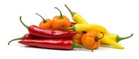 Colorful hot chili peppers in red, yellow and orange varieties isolated on white background for cooking, spice and culinary design projects.