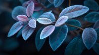 Frost-covered leaves with pink and teal hues create a magical winter garden scene, showcasing nature's delicate beauty in cold weather.