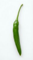 Fresh green chili pepper isolated on white background, ready for culinary design, food packaging, and recipe illustrations.