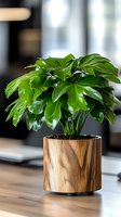 Lush green philodendron plant with glossy leaves growing in modern wooden pot on desk, creating natural workspace ambiance. Perfect for office decor.