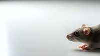 Gray domestic rat with pink ears and paws on clean white background, laboratory animal for scientific research and pet care concepts.