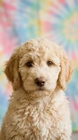 Adorable cream-colored poodle puppy with curly fur sitting against colorful pastel rainbow background for pet photography and animal portraits.