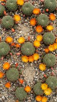 Small barrel cacti with vibrant orange flowers blooming among gravel and pebbles in desert garden arrangement for succulent landscaping projects.