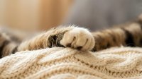 Soft tabby cat paw resting on a cozy knitted blanket, close-up macro shot capturing delicate fur texture and peaceful feline relaxation.