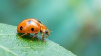 Orange ladybug with black spots crawling on green leaf surface with soft blurred natural background for garden and nature themes.