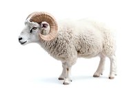 Male ram with large curved horns and thick white wool coat standing in profile view against white background, isolated cutout for commercial design use.