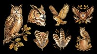 Detailed owl clipart set with feathers and heraldic elements, isolated on transparent background. Great for t-shirt design, stickers, print on demand, and sublimation projects.