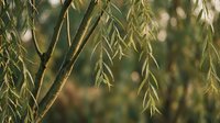 Weeping willow tree branches with delicate green leaves hanging gracefully in soft natural sunlight creating peaceful garden atmosphere.
