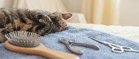 Tabby cat relaxing near grooming tools including brush and scissors on blue towel. Pet care and hygiene concept for professional salon services.