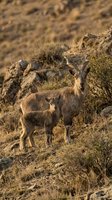 Wild mountain goat with kid standing on rocky hillside during golden hour sunset light in natural desert habitat for wildlife photography.
