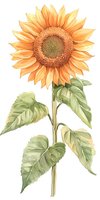 Watercolor sunflower with green leaves on white background, botanical illustration style. Isolated floral element for nature-inspired designs and summer decor.