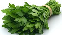 Fresh green parsley bunch tied with natural twine on white background, isolated herb for cooking and garnishing food, raw organic produce.