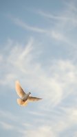 White dove flying with outstretched wings against soft blue sky with fluffy white clouds creating peaceful spiritual atmosphere for freedom concepts.