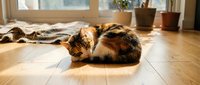 Tabby cat resting on wooden floor in sunlit room with potted plants and window in background, domestic pet relaxation scene.