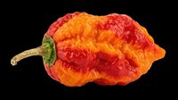 Red and orange wrinkled hot pepper isolated on transparent background, ready for t-shirt design, clipart, stickers, print-on-demand products and sublimation projects.