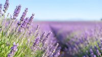 Lavender flowers in bloom with soft focus purple field background creating peaceful aromatherapy and natural wellness atmosphere for spa and relaxation concepts.