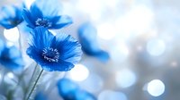Vibrant blue poppy flowers in soft focus against blurred bokeh background, delicate petals and stamens creating dreamy spring garden atmosphere.