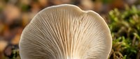 Fresh oyster mushroom growing in natural forest environment with detailed gill structure visible for culinary and botanical educational content.
