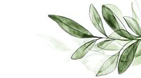 Delicate watercolor olive branch with translucent green leaves on white background, creating an elegant botanical illustration for wedding stationery or home decor.