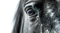 Close-up of black horse eye and face showing detailed texture of coat and eyelashes against white background, conveying strength and emotion.