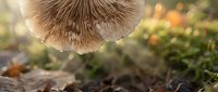 Close-up view of mushroom gills showing detailed spore-bearing structures in natural forest environment with soft bokeh background lighting.