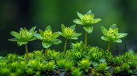 Fresh green spurge flowers with water drops growing in natural environment against blurred background, macro photography of spring flora awakening.