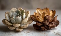 Contrasting succulent and dried pine cone on neutral background, showcasing natural textures and colors for botanical decor or nature-inspired design.