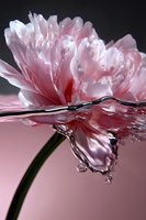 Pink peony flower half submerged in water with droplets and ripples creating artistic reflection against soft pink background, macro photography.