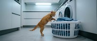 Ginger cat standing on hind legs reaching toward laundry basket in modern laundry room with washing machine and white walls.