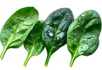 Fresh spinach leaves with water droplets isolated on white background, ready for healthy cooking and food design projects.