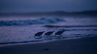 Three small shorebirds feeding along ocean waves at twilight with purple and blue sky creating peaceful coastal wildlife scene for nature photography.