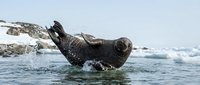 Playful seal splashing in arctic waters near snowy rocky coastline with ice floes in background during polar summer wildlife adventure.