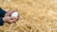 Farmer's hands holding fresh white egg over straw background, poultry farming and agriculture concept for food production and organic eggs.
